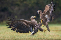 White-tailed Eagle / Orzeł bielik