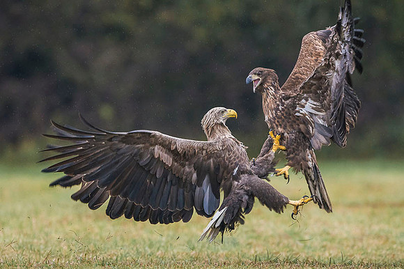 White-tailed Eagle / Orzeł bielik
