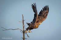 White-tailed Eagle / Orzeł bielik