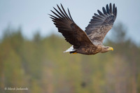 White-tailed Eagle / Orzeł bielik