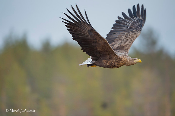 White-tailed Eagle / Orzeł bielik