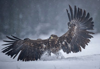 White-tailed Eagle / Orzeł bielik