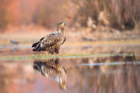 White-tailed Eagle / Orzeł bielik