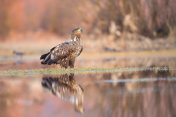White-tailed Eagle / Orzeł bielik