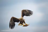 White-tailed Eagle / Orzeł bielik