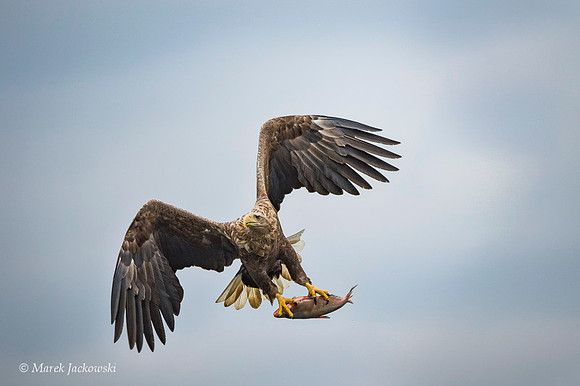 White-tailed Eagle / Orzeł bielik