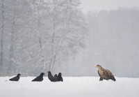 White-tailed Eagle / Orzeł bielik