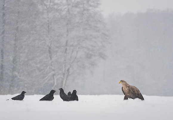 White-tailed Eagle / Orzeł bielik