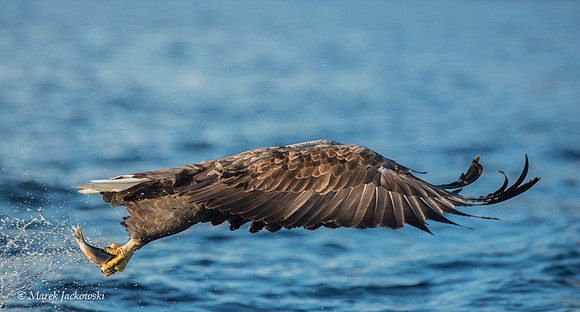 White-tailed Eagle / Orzeł bielik