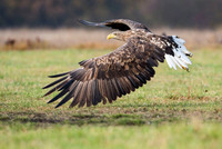 White-tailed Eagle / Orzeł bielik