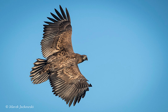 White-tailed Eagle / Orzeł bielik
