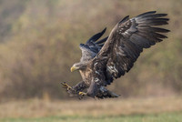 White-tailed Eagle / Orzeł bielik