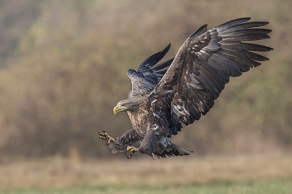 White-tailed Eagle / Orzeł bielik