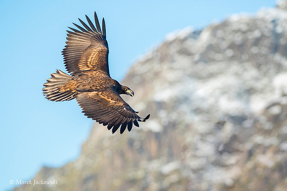 White-tailed Eagle / Orzeł bielik