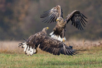 White-tailed Eagle / Orzeł bielik