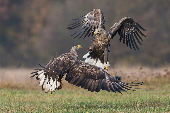 White-tailed Eagle / Orzeł bielik