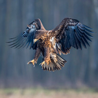 White-tailed Eagle / Orzeł bielik