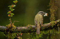 White-ringed Flycatcher