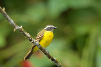 White-ringed Flycatcher