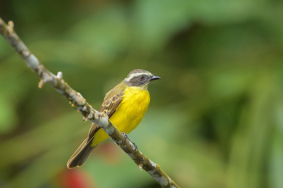 White-ringed Flycatcher