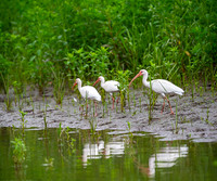 White Ibis