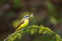 White-ringed Flycatcher