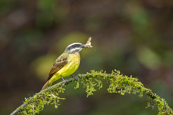 White-ringed Flycatcher