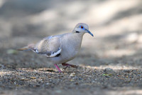 White-winged-dove