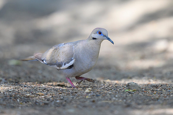 White-winged-dove