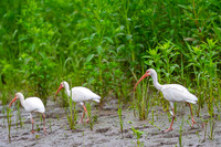 White Ibis