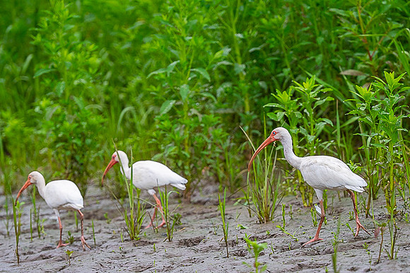White Ibis