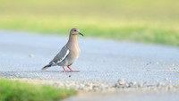 White-winged-dove