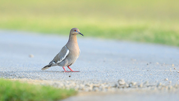 White-winged-dove