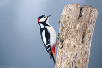 Syrian Woodpecker / Dzięcioł białoszyi