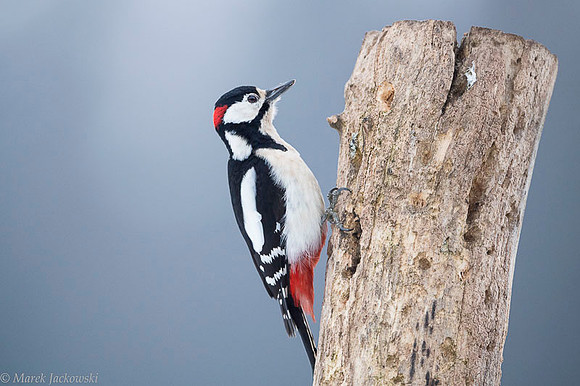 Syrian Woodpecker / Dzięcioł białoszyi