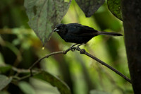 Tanager