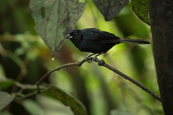 Tanager