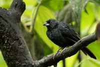 Tanager