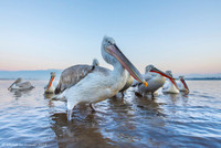 White Pelican / Pelikan biały