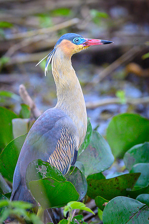 Whistling Heron
