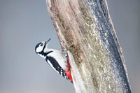Syrian Woodpecker / Dzięcioł białoszyi