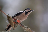 Syrian Woodpecker / Dzięcioł białoszyi