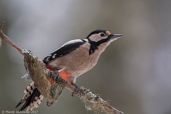 Syrian Woodpecker / Dzięcioł białoszyi