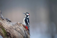 Syrian Woodpecker / Dzięcioł białoszyi