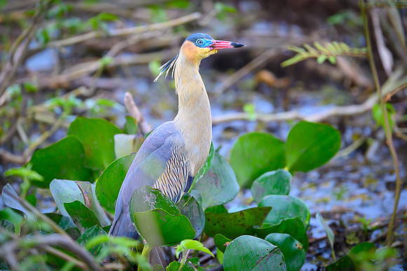 Whistling Heron