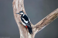 Syrian Woodpecker / Dzięcioł białoszyi