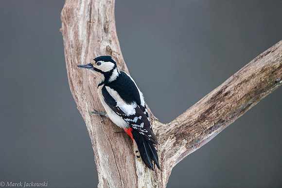 Syrian Woodpecker / Dzięcioł białoszyi