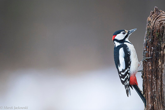 Syrian Woodpecker / Dzięcioł białoszyi