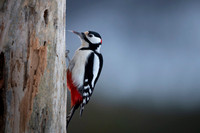 Syrian Woodpecker / Dzięcioł białoszyi