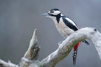 Syrian Woodpecker / Dzięcioł białoszyi